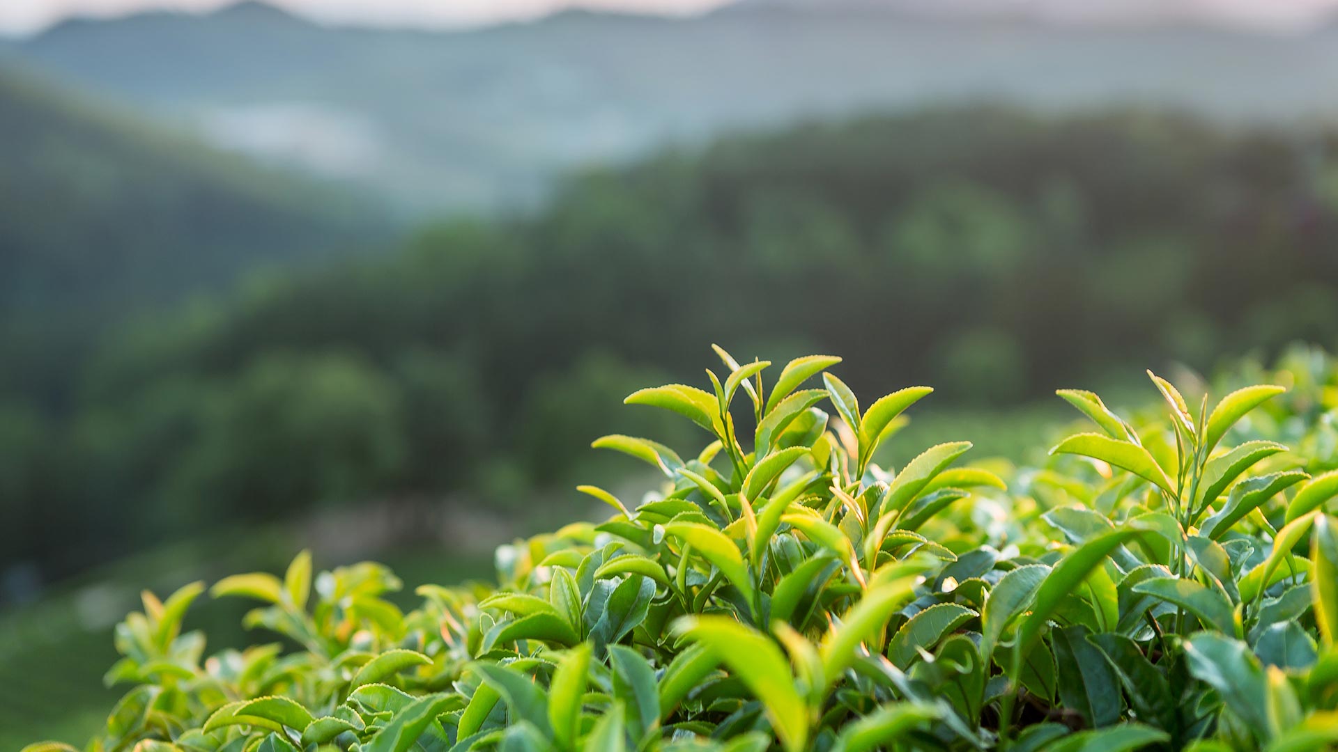 자연으로부터의 건강, 자연에서 답을 찾다